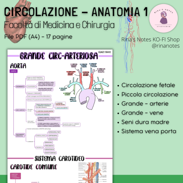 Appunti CIRCOLAZIONE Anatomia 1 - Medicina e Chirurgia