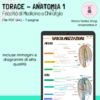 Appunti TORACE Anatomia 1 - Medicina e Chirurgia - immagine 2