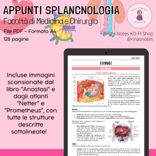 Dispensa Splancnologia - Medicina e Chirurgia - immagine 2