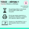 Appunti TORACE Anatomia 1 - Medicina e Chirurgia - immagine 3