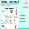 Appunti TORACE Anatomia 1 - Medicina e Chirurgia